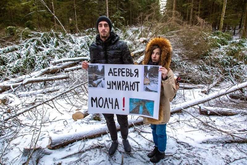 «Деревья умирают молча»: над Брёховским лесом снова нависла угроза вырубки, Над Брёховским лесом снова нависла угроза вырубки