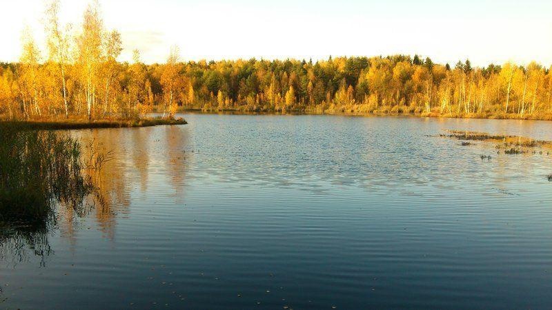 Озеро в Бреховском лесу, Над Брёховским лесом снова нависла угроза вырубки