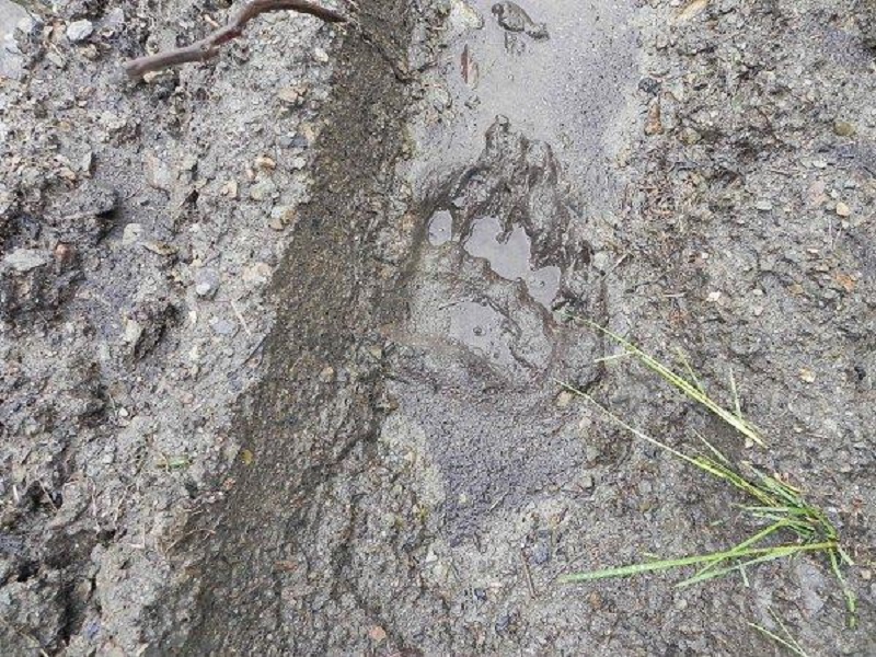 След медведя в Наро-Фоминском округе, Жителей Подмосковья предупредили о диких животных, замеченных у поселений