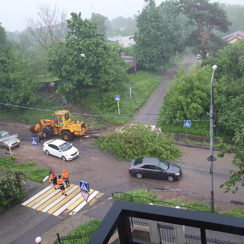 Сильный ветер повалил дерево в Звенигороде, В Подмосковье снова пришли дожди с грозами
