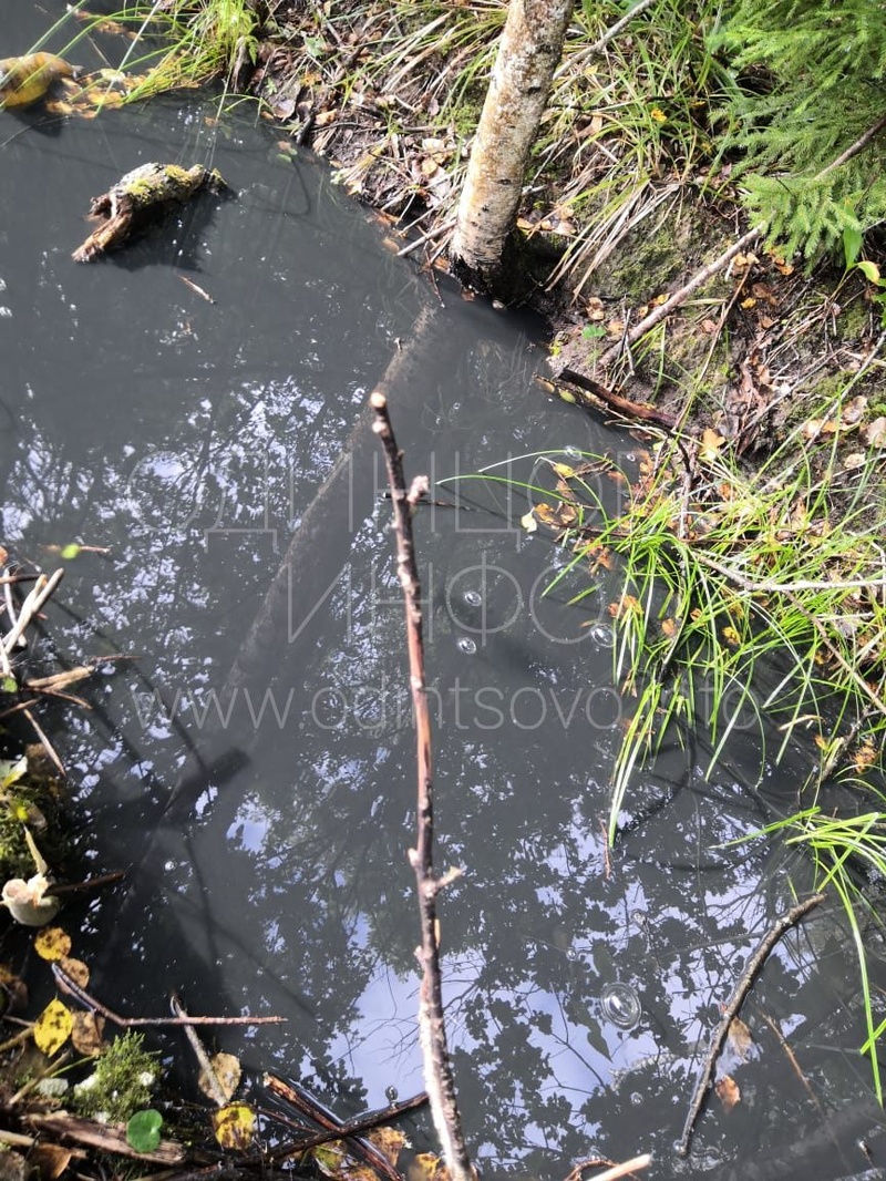 Нечистоты в водоотводной канаве, Сбросы нечистот отравили жизнь пяти СНТ в Одинцовском округе
