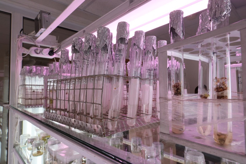 Лаборатория биотехнологии, ВНИИССОК отмечает 100-летний юбилей
