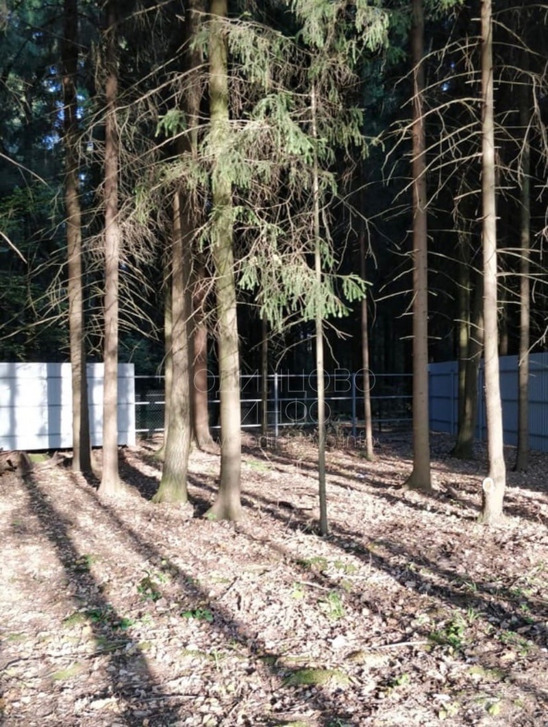 Некоторые секции забора уже убрали, Незаконный забор в лесу у деревни Матвейково начали демонтировать