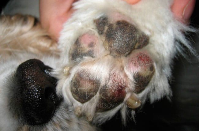 Лапа пострадавшей собаки, Одинцовцы жалуются на реагент, от которого страдают собаки и портится обувь