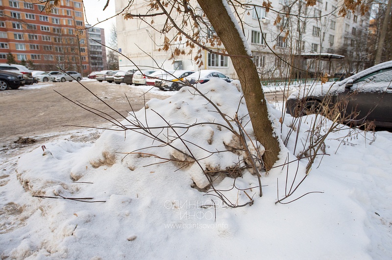 Несанкционированная свалка грязных снежных отходов, содержащих антигололёдные реагенты, на зелёных насаждениях, Союзная улица, 10, Качество уборки снега в 8-м микрорайоне Одинцово