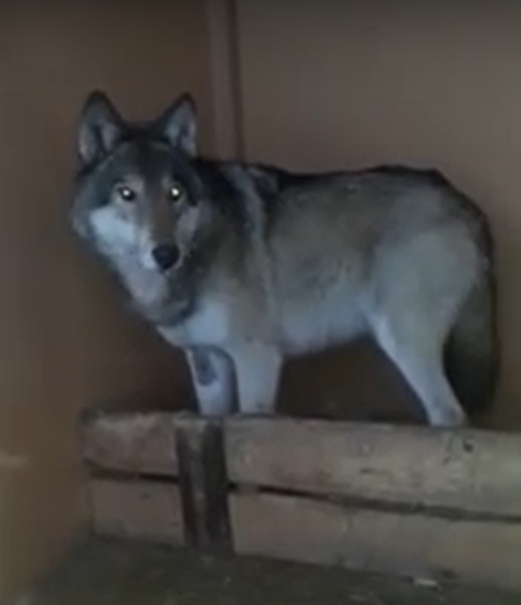Пойман волк, несколько дней бегавший по Одинцовскому округу, Январь