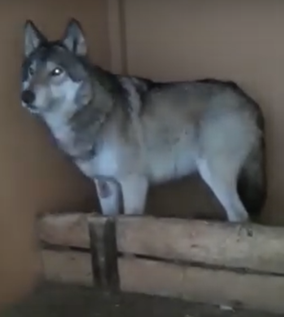 Зоозащитники из Малых Вязём приютили волка, бегавшего по Одинцовскому округу, Январь