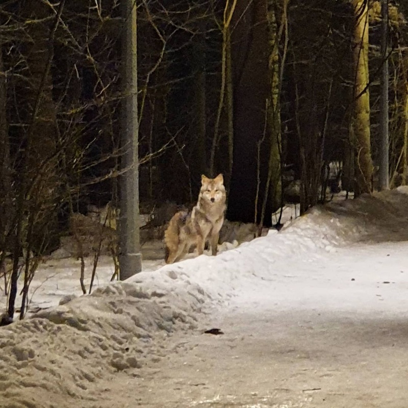Волк, замеченный 26 января возле посёлке Минвнешторга, Пойманного в Одинцовском округе волка привили от бешенства и поместили на карантин