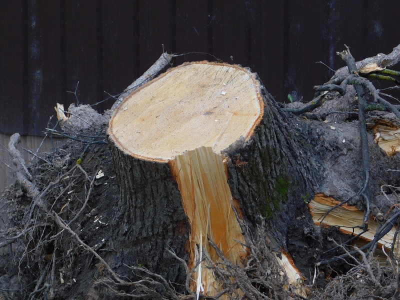 Последствия вырубки деревьев в Одинцово-1