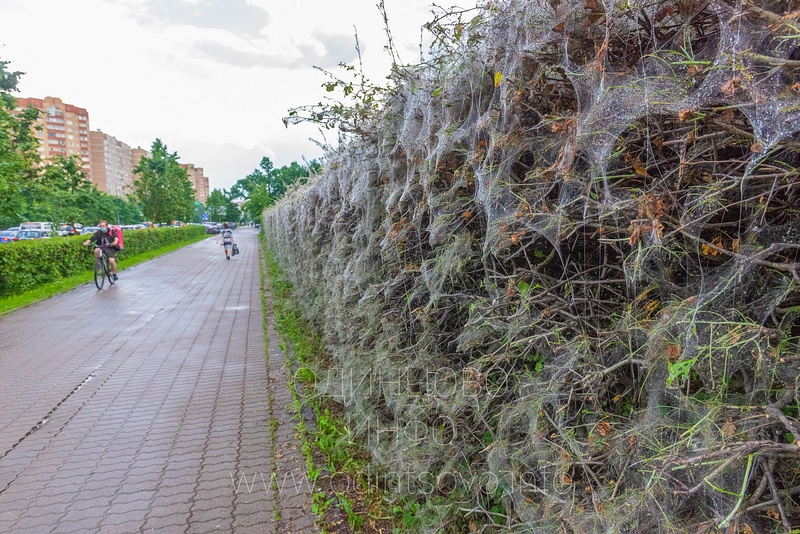 Паутина на кустах, «Огнёвка» сожрала кусты боярышника на Красногорском шоссе в Одинцово