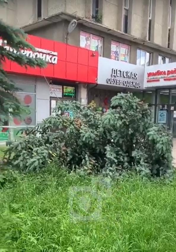 Спиленная ель возле здания бывшего узла связи, В центре Одинцово рабочие спиливают ели