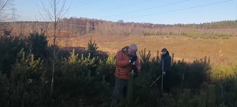 В Ромашково активисты спасают от вырубки деревья, пересаживая их на несколько десятков метров, Ноябрь