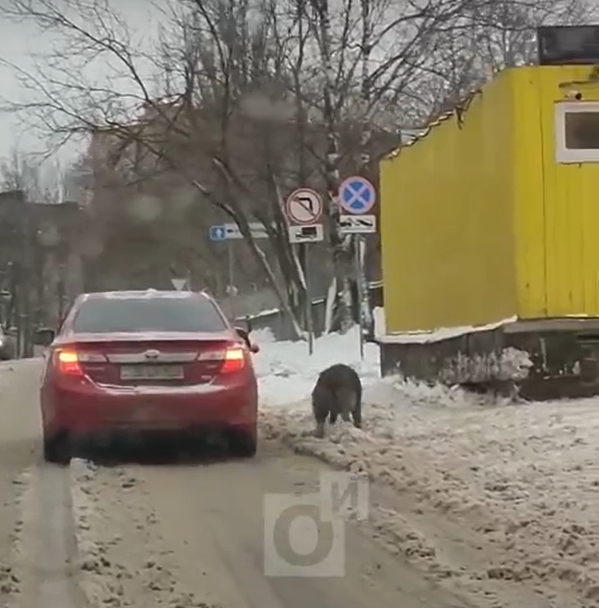 На Садовой улице в Одинцово водитель выгулял собаку из окна машины, Декабрь