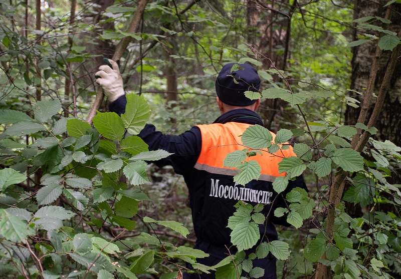 В Одинцовском округе спасатели вывели из леса пенсионерку с 9-летней внучкой, Ноябрь