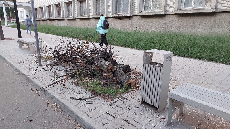 Общественники: в Звенигороде вырубают многолетние липы, загубленные при благоустройстве улиц