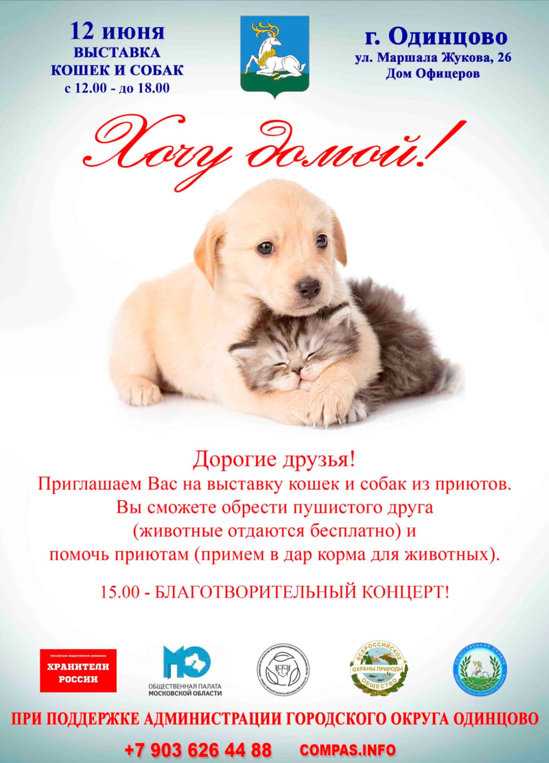 12 июня в Одинцово пройдёт выставка кошек и собак из приютов, Июнь
