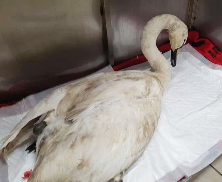 В Одинцово ветеринары спасли лебедя с переломом бедра