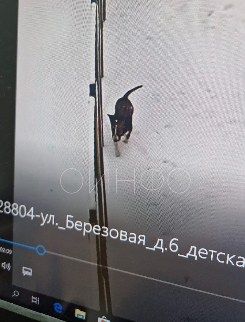В посёлке ВНИИССОК бойцовская собака покусала 4-летнюю девочку и её няню, Ноябрь