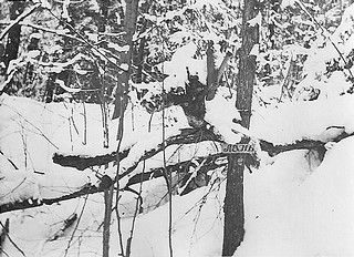 Овраг лесных диковин. 1979 год.